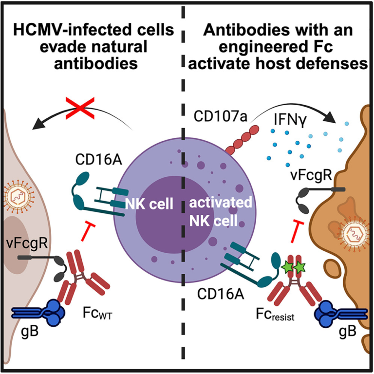 New Engineered Antibody Stops Cytomegalovirus From Evading the Human Immune System