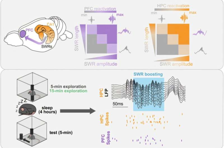 How Brain Stimulation During Sleep Helps Mice Remember Experiences They Would Normally Forget