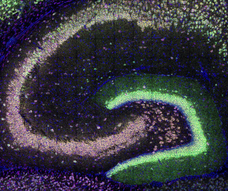 Neurons Follow Simple Rules to Deliver Genetic Messages Across the Brain