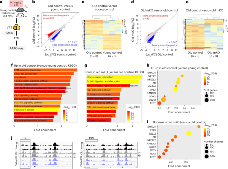 New Research Reveals How the GDF3 Protein Keeps Inflammation Switched On in Aging Immune Systems