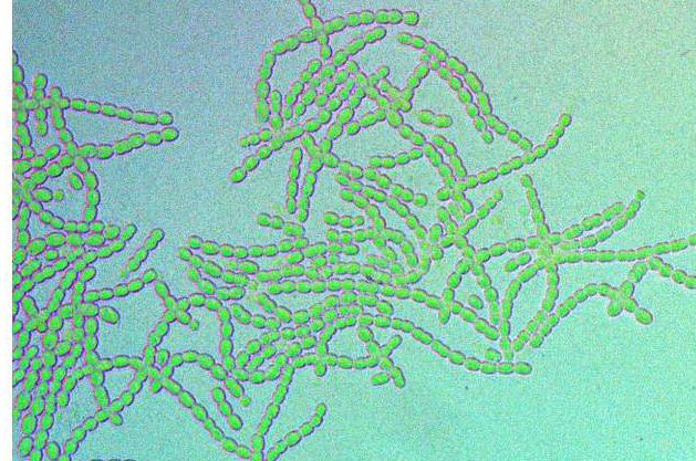 Multicellular Cyanobacteria Show Distinct Day-Night Gene Activity in Natural Light Cycles
