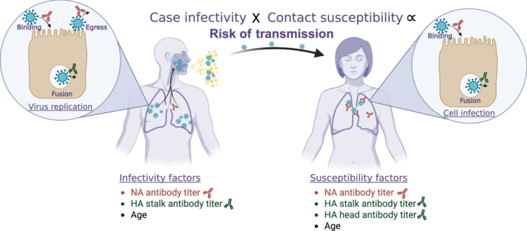 New Flu Research Shows Antibodies Can Do More Than Prevent Infection They Can Also Slow Transmission