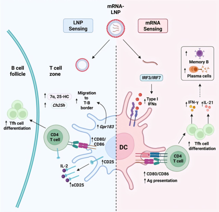 How mRNA Vaccines and Lipid Nanoparticles Work Together to Build Powerful Antibody Responses