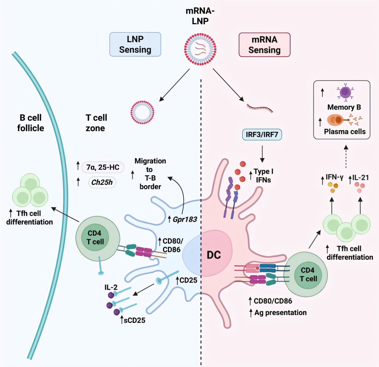 How mRNA Vaccines and Lipid Nanoparticles Work Together to Build Powerful Antibody Responses