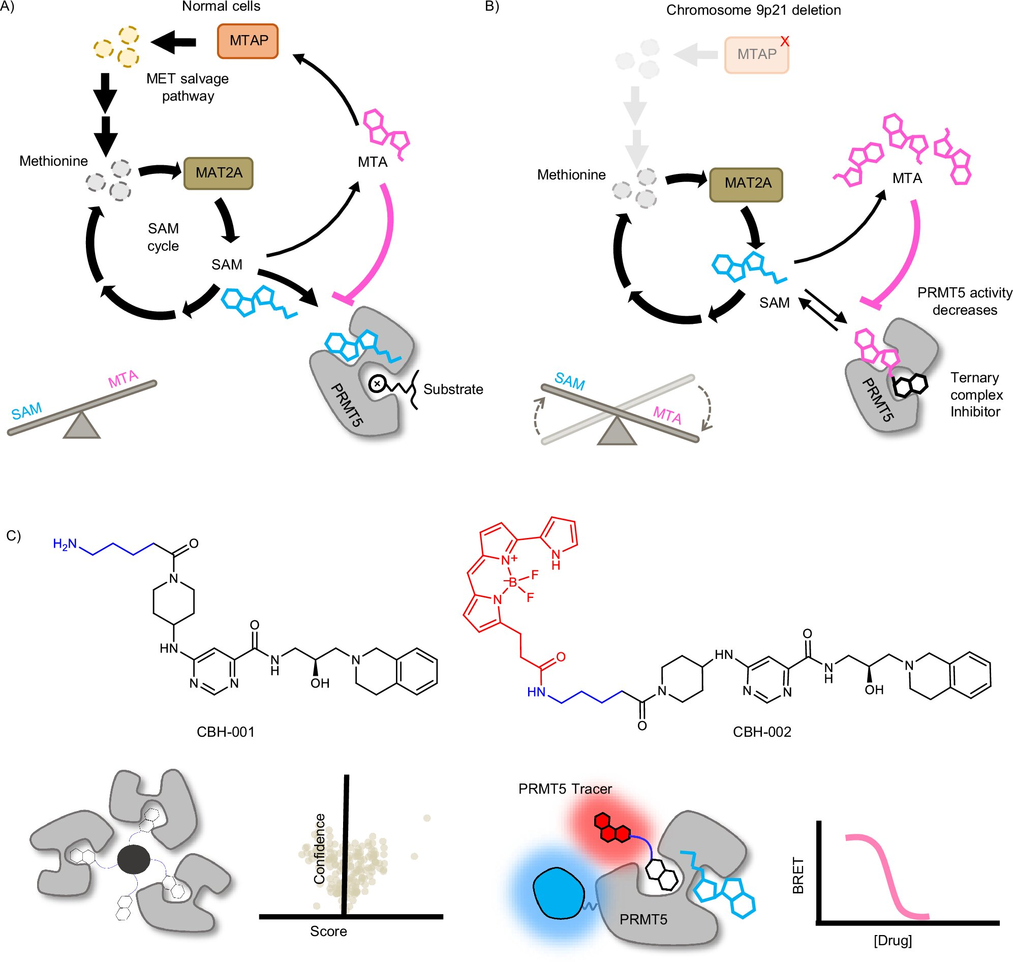How Tumor Metabolism Influences Cancer Drug Effectiveness and Could Shape Precision Chemotherapy
