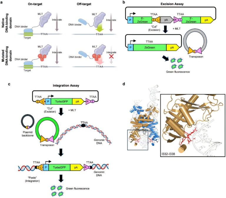 Gene Therapy Takes a Major Leap Forward as Scientists Learn to Guide Jumping DNA to Fix Faulty Genes