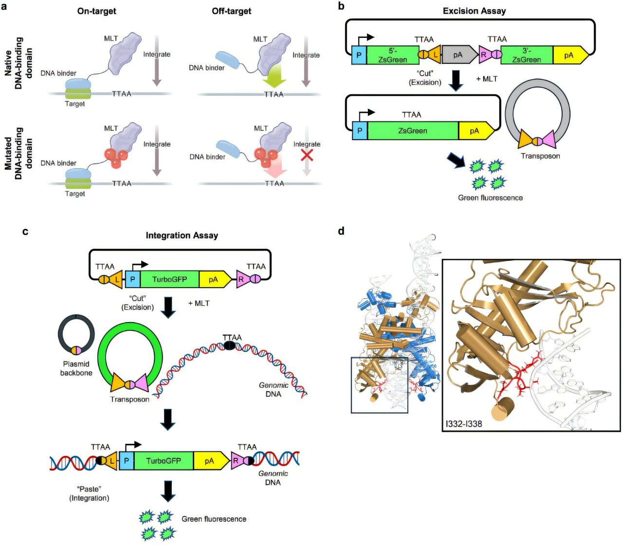 Gene Therapy Takes a Major Leap Forward as Scientists Learn to Guide Jumping DNA to Fix Faulty Genes