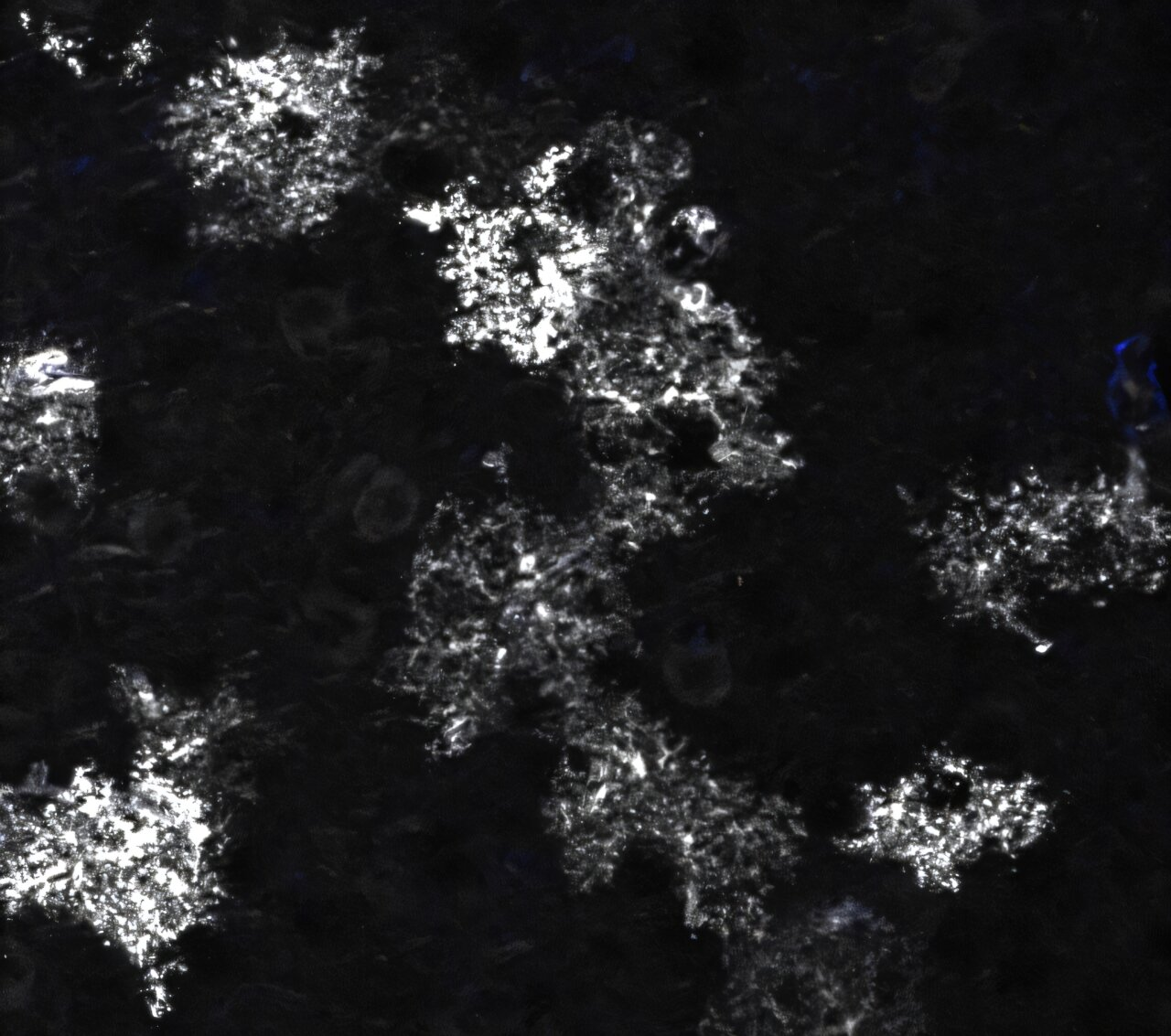 Scientists Discover How Astrocytes and the CCN1 Protein Keep Adult Brains Stable While Controlling Flexibility