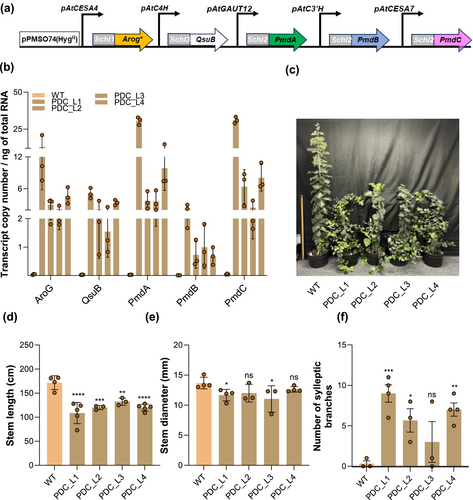 Engineered Poplar Trees Show Promise for Producing Biodegradable Plastic Ingredients and Stress-Resistant Biomass