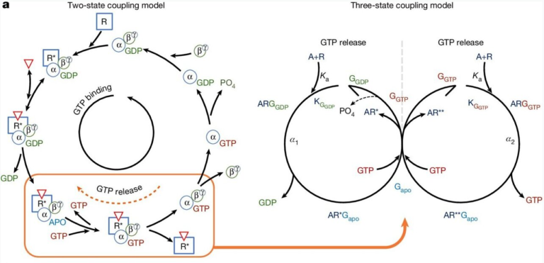 Researchers Are Getting Closer to Safer Opioid Painkillers Without Deadly Side Effects