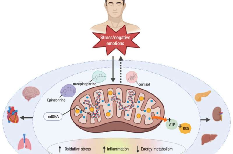 Mitochondria May Be the Missing Link Between Mental Health and Brain Function