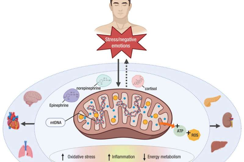 Mitochondria May Be the Missing Link Between Mental Health and Brain Function