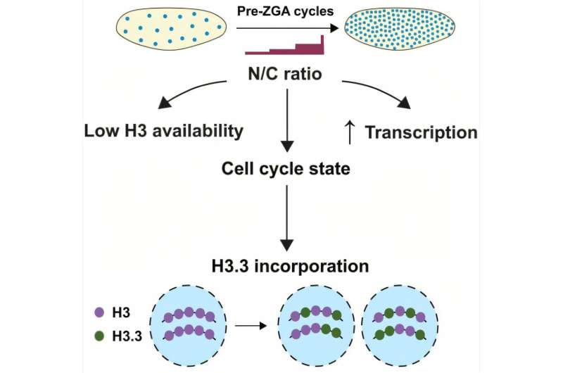 Cellular Crowding in Fruit Fly Embryos Sparks a Major DNA Reorganization During Early Development