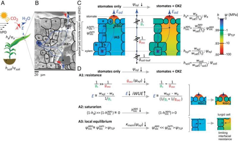A Newly Discovered Hidden Water-Saving Mechanism in Leaves Could Help Future Crops Survive Drought