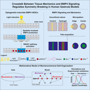 Light-Controlled Synthetic Embryos Reveal How Mechanical Forces Shape Early Human Development