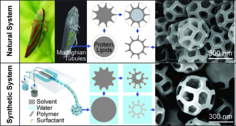 Backyard Leafhopper Insects Are Inspiring Mass-Produced Invisibility Particles for Future Technology