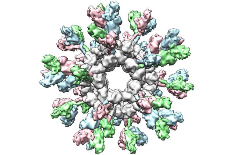 Nanoparticle-Based Vaccine Research Shows Promise for Broad Protection Against Ebola and Other Deadly Filoviruses