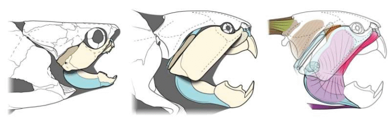 New Scientific Update Reveals Surprising Details About Cleveland’s Prehistoric Sea Predator Dunkleosteus