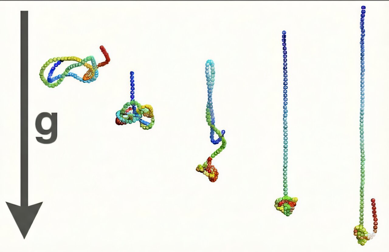 Scientists Discover How Single Filaments Can Tie Themselves Into Knots While Falling Through Fluids