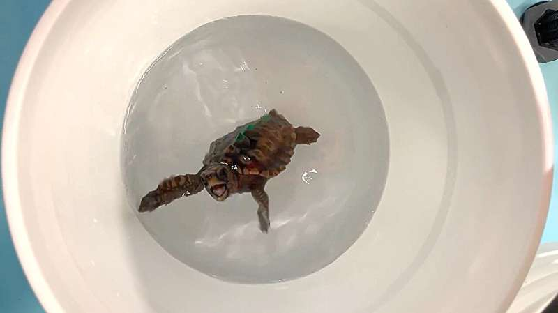 How Scientists Discovered That Loggerhead Turtles Navigate by Actually Feeling Earth’s Magnetic Field