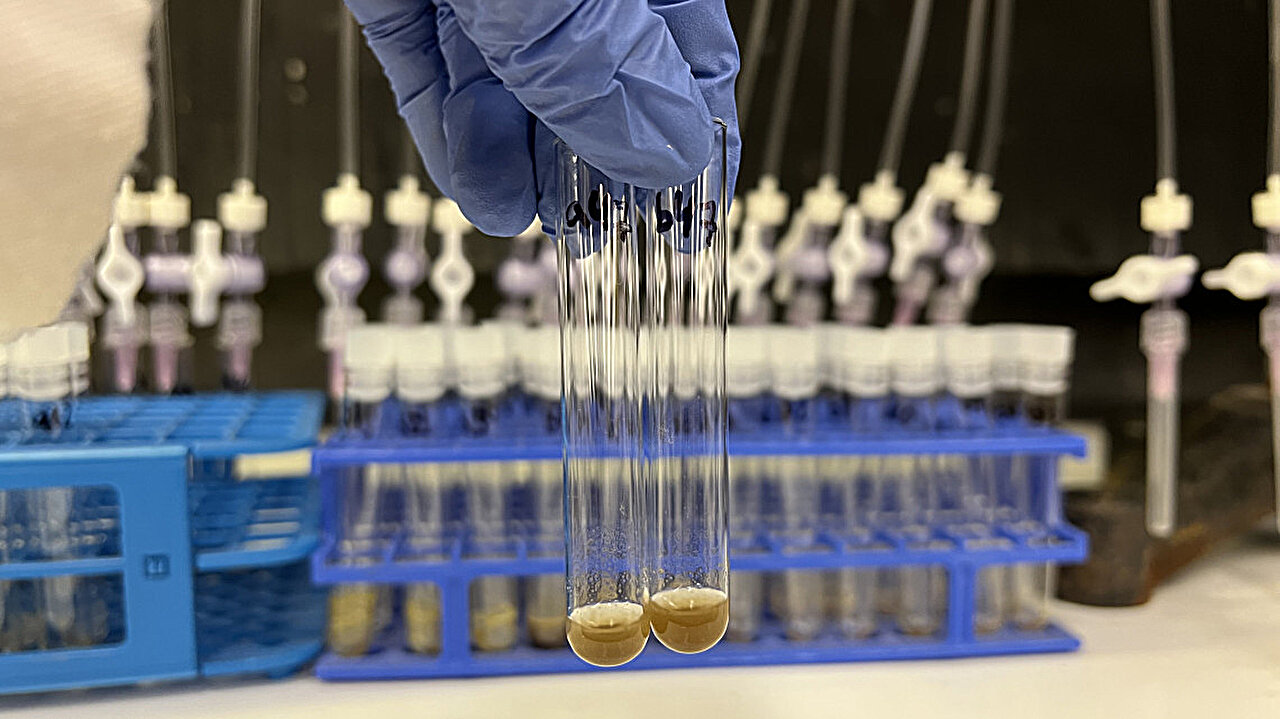 Soil Microbes Temporarily Boost Molecular Diversity as Plants Decompose, Offering New Clues About Carbon Storage