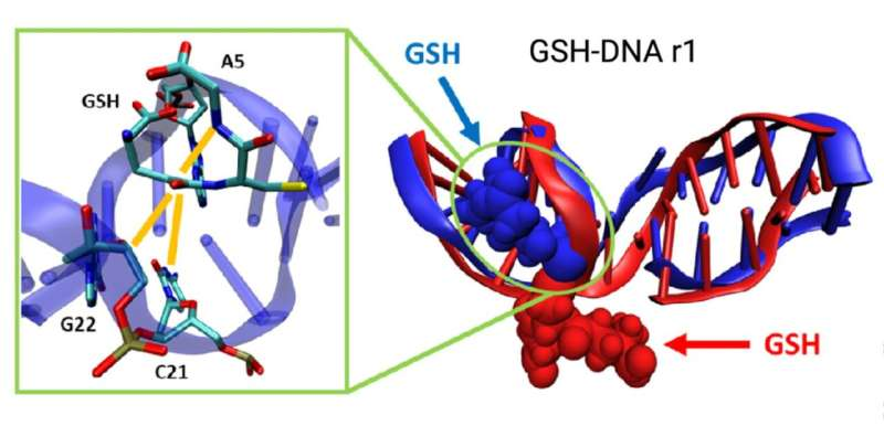 A Newly Discovered Form of Mitochondrial DNA Damage Could Change How We Understand Cellular Stress