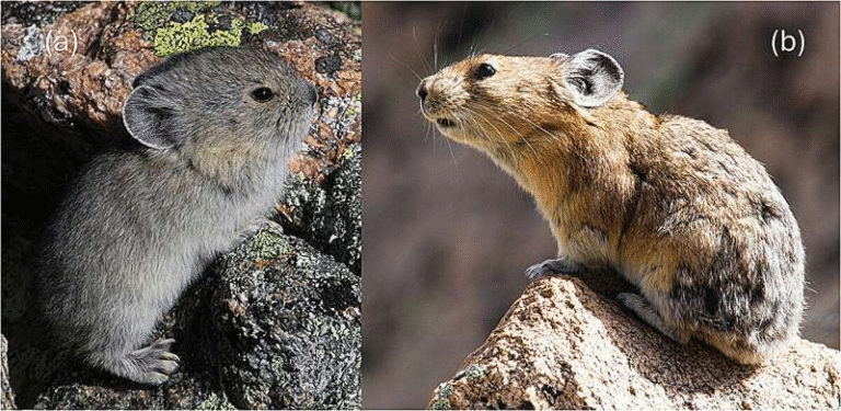New Research Shows Troubling Decline in Juvenile American Pikas in the Rocky Mountains