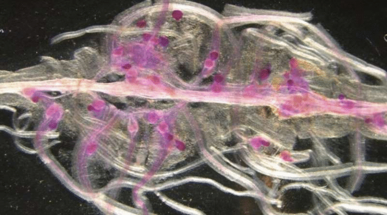 New Genome Study Reveals How the Northern Root-Knot Nematode Infects an Exceptionally Wide Range of Plants