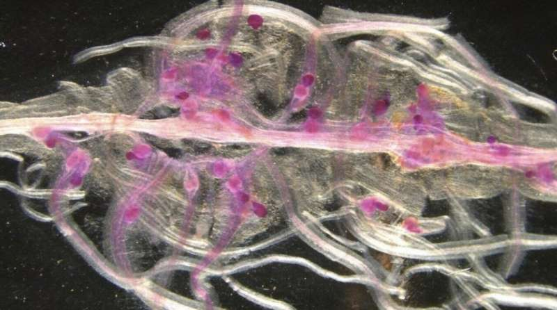 New Genome Study Reveals How the Northern Root-Knot Nematode Infects an Exceptionally Wide Range of Plants