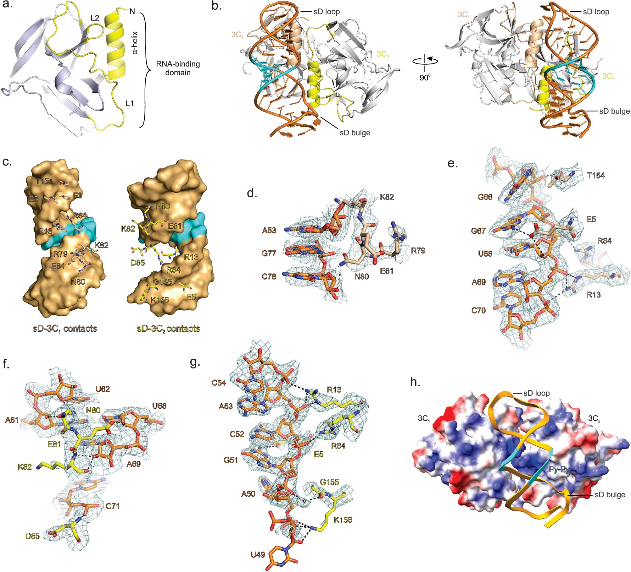 Scientists Identify a Promising New Drug Target That Could Work Against a Huge Class of Viruses