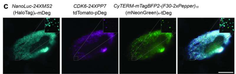 UMass Amherst Chemists Create a Three-Color Tool to Watch RNA in Living Cells in Real Time