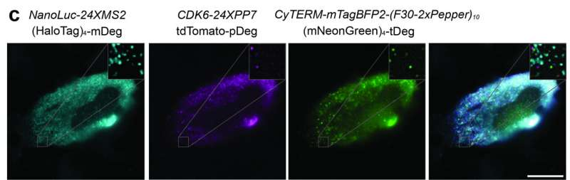 UMass Amherst Chemists Create a Three-Color Tool to Watch RNA in Living Cells in Real Time