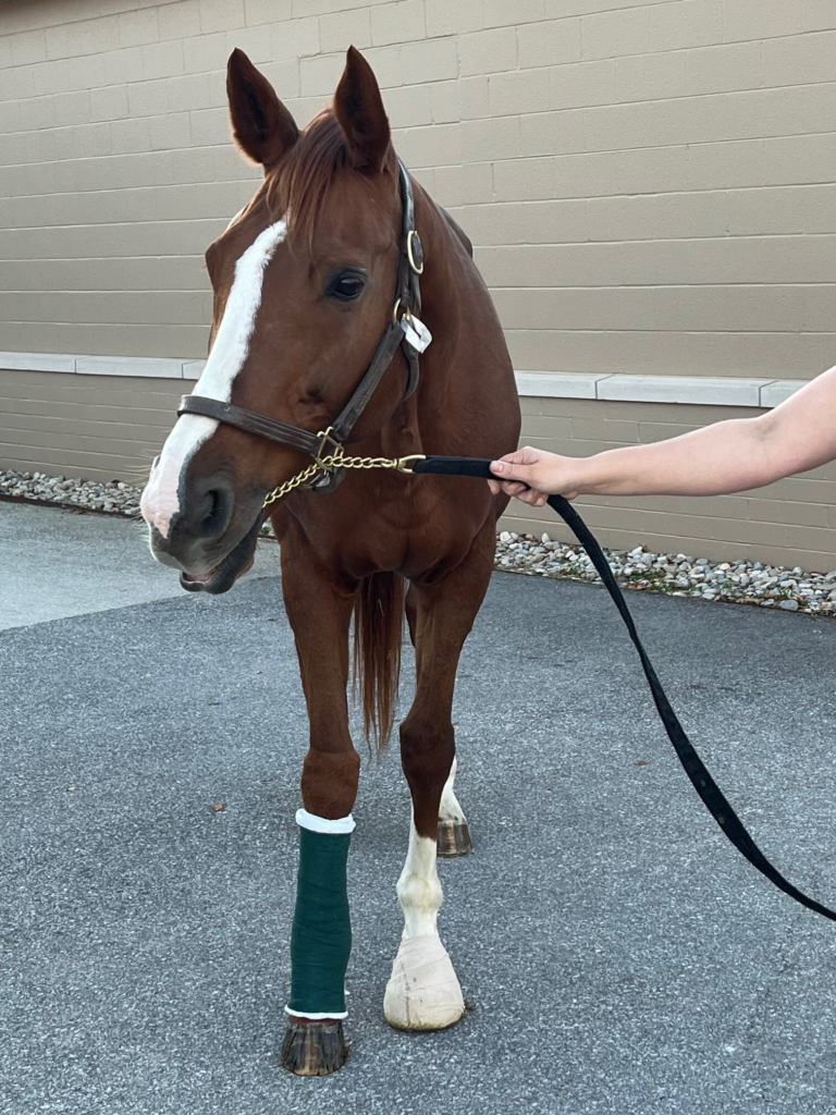 Biomedical Innovation Is Healing Animals Today and Opening New Doors for Human Medicine