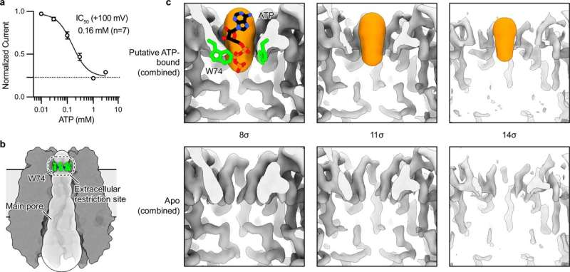 Scientists Discover a Shape-Shifting Cell Channel That Could Lead to More Precise Drugs