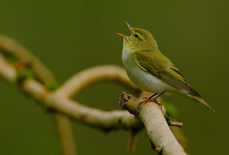 Scientists Discover That Colorful Warblers Borrow Color Genes From Other Species