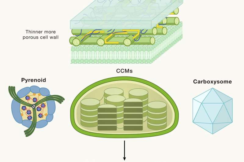 How Scientists Are Re-Engineering Photosynthesis to Strengthen Global Food Security