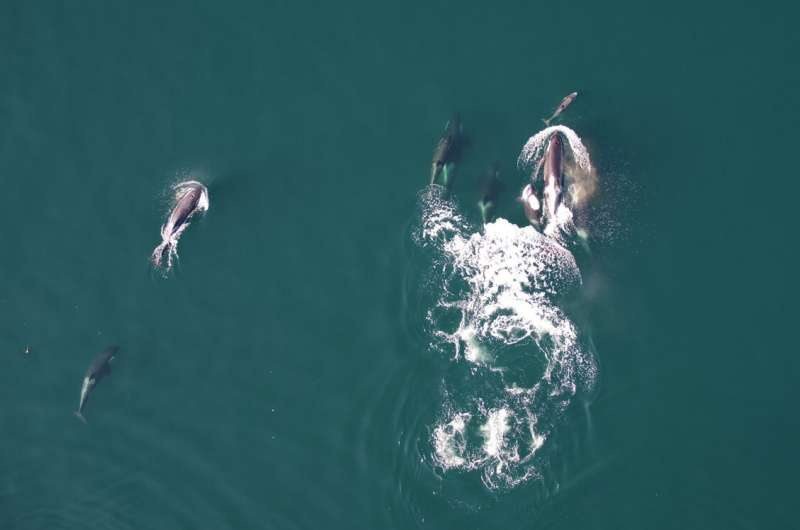 Orcas and Dolphins Have Been Spotted Hunting Salmon Together in a Rare Cross-Species Partnership Orcas and Dolphins Have Been Spotted Hunting Salmon Together in a Rare Cross-Species Partnership