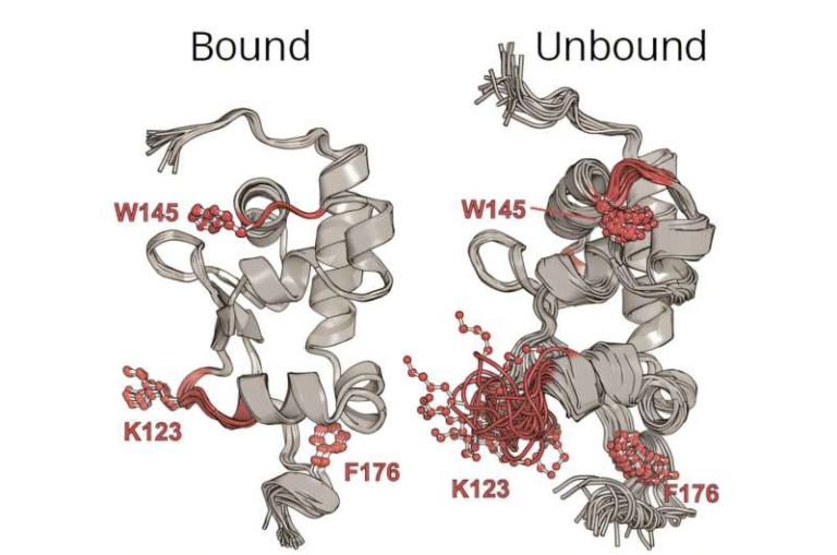 Scientists Discover a New Protein–RNA Interaction That Could Open the Door to Treating Fibrosis