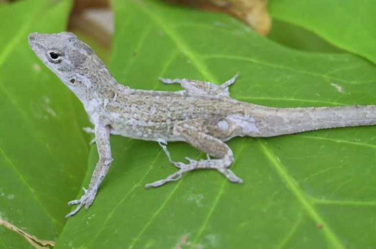 Hurricanes Are Quietly Shaping the Evolution of Lizards in the Southeastern United States
