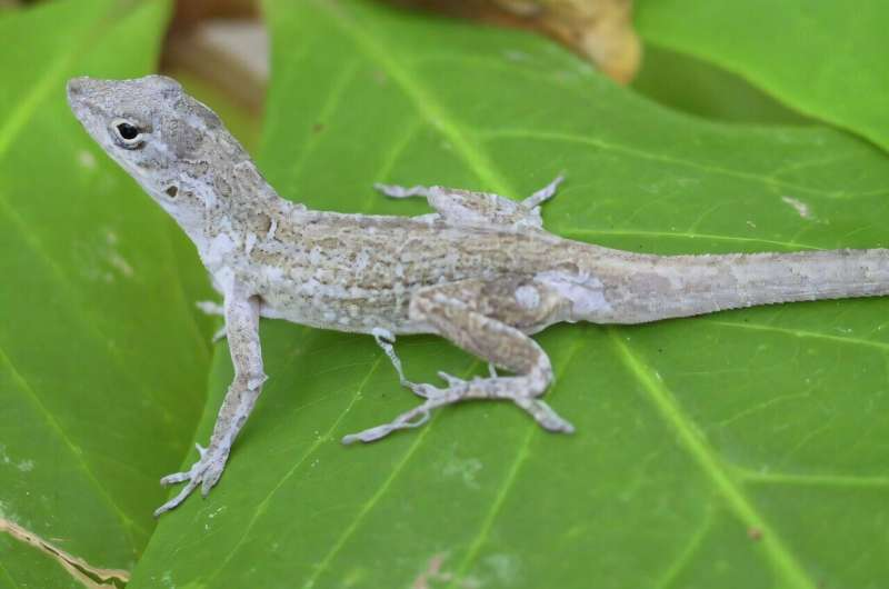 Hurricanes Are Quietly Shaping the Evolution of Lizards in the Southeastern United States