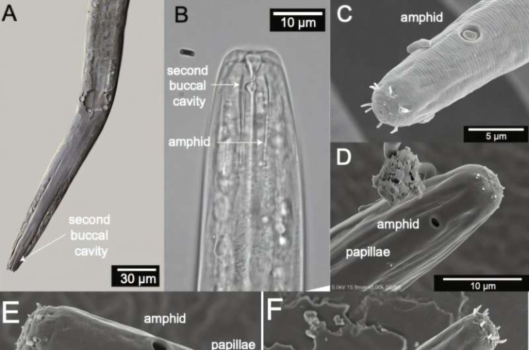 New Roundworm Species Found in the Great Salt Lake Reveals Hidden Life in an Extreme Ecosystem