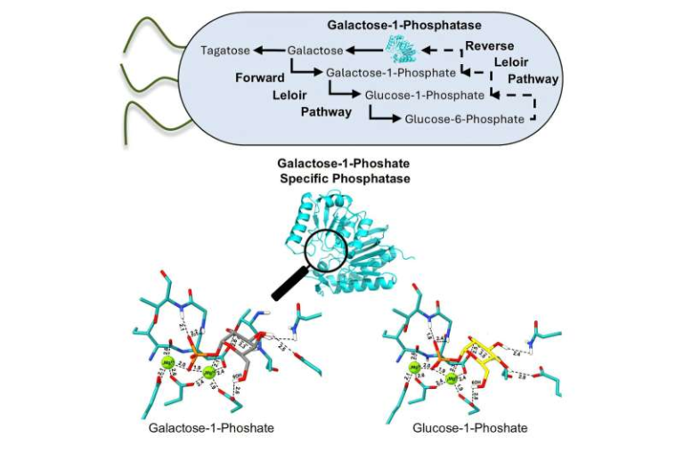 Engineered Bacteria Could Make Tagatose the Most Practical Healthier Sugar Substitute Yet