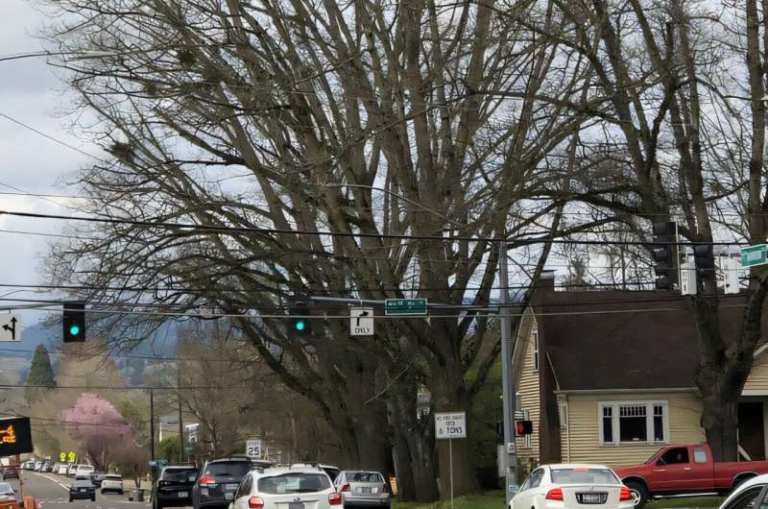 New Research Shows Holiday Mistletoe Isn’t Harming the Trees It Grows On