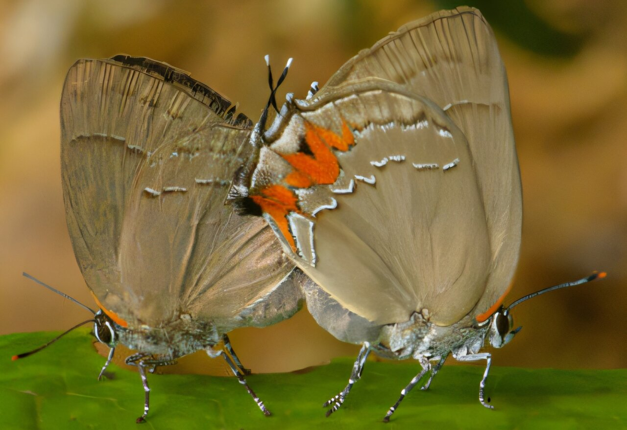 Scientists Identify Nine Previously Unknown Butterfly Species from South America Using Museum Specimens and DNA Analysis