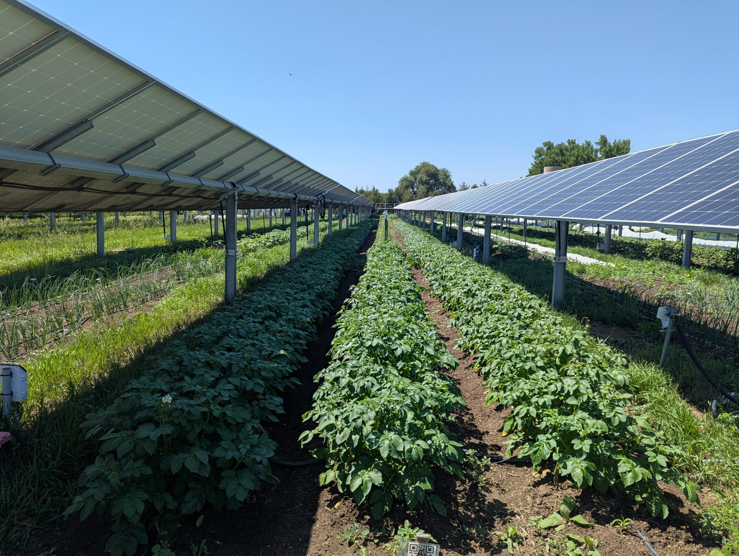 Solar Panels Placed Over Crops Could Significantly Improve Farmworker Comfort and Safety