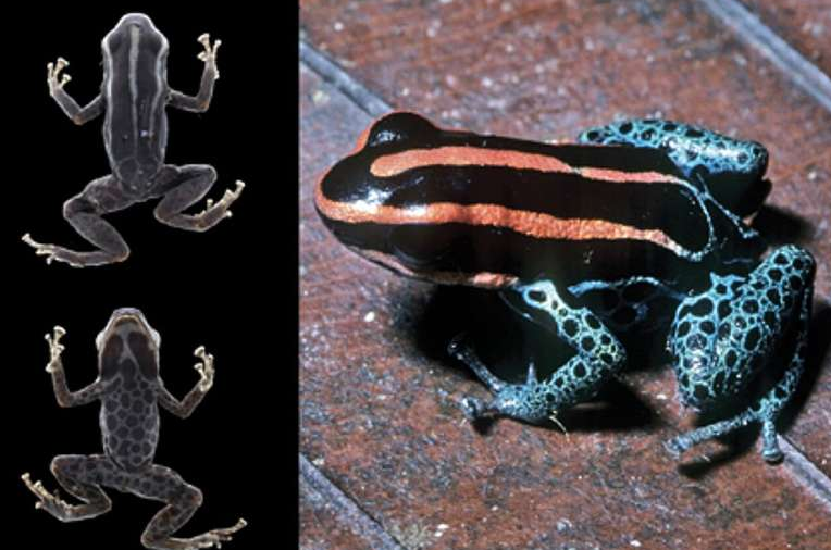 Decades-Old Clerical Error Led Scientists to Misidentify a Frog That Once Represented an Entire Species