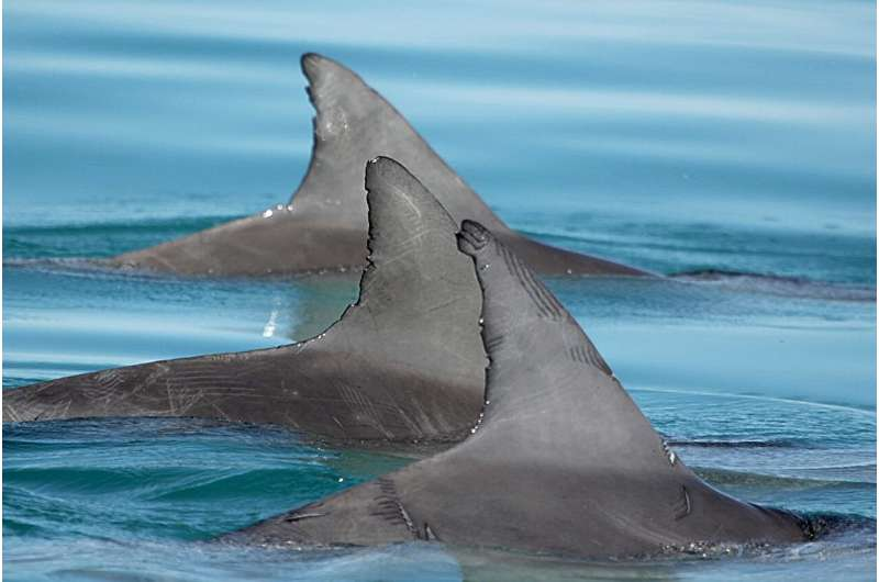 Strong Friendships Help Male Dolphins Age More Slowly, Revealing a Powerful Link Between Social Bonds and Biology