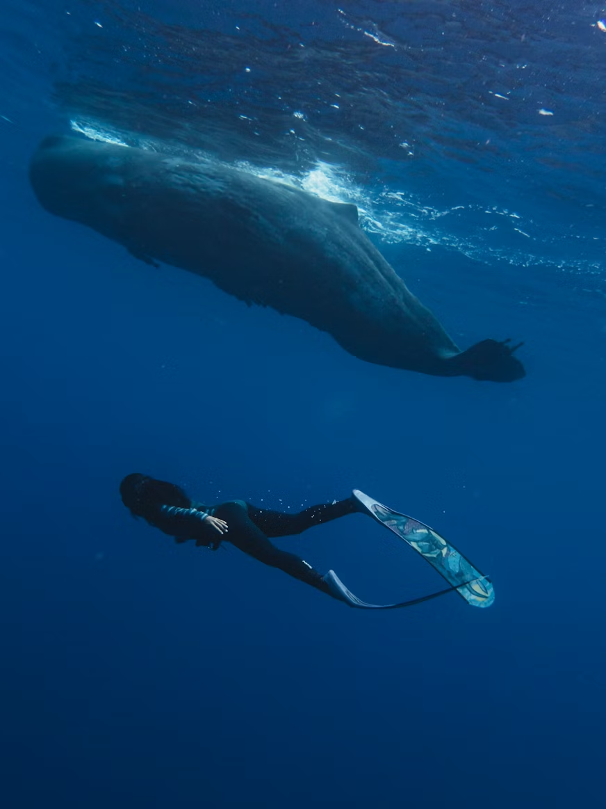 Harvard’s Open-Source Bio-Logger Is Helping Scientists Decode How Sperm Whales Communicate