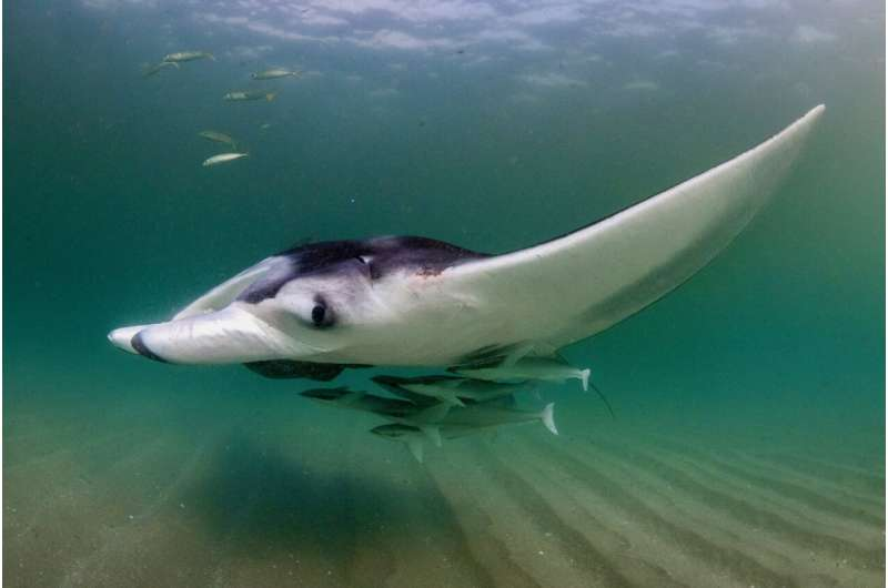 Juvenile Manta Rays Act as Living, Moving Ecosystems According to New Marine Study