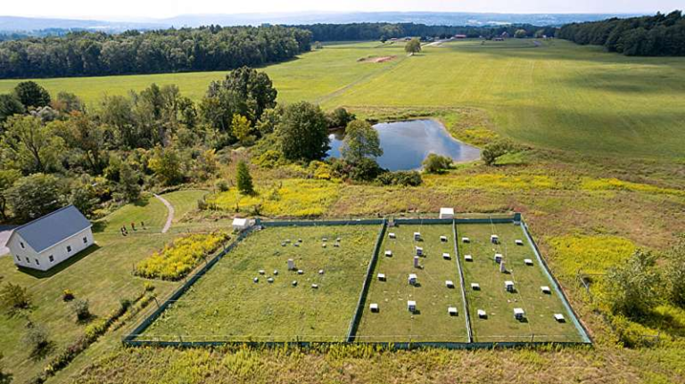 Lab Mice Lose Their Anxiety After a Week Outdoors Thanks to a Cornell Rewilding Study